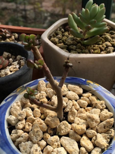 �� 016_450x600.jpg