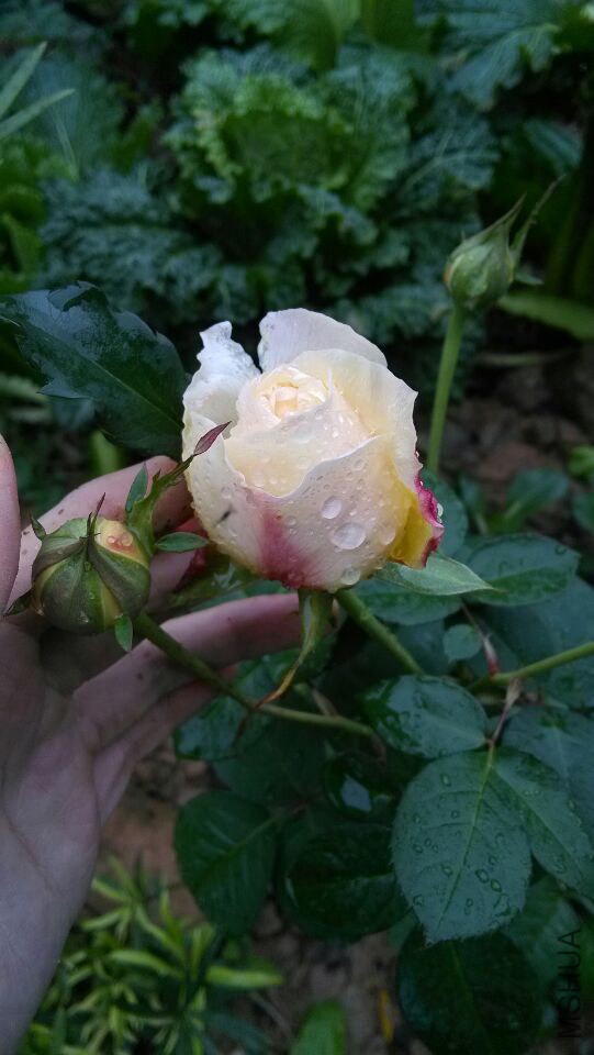 QQͼƬ20150112104941.jpg