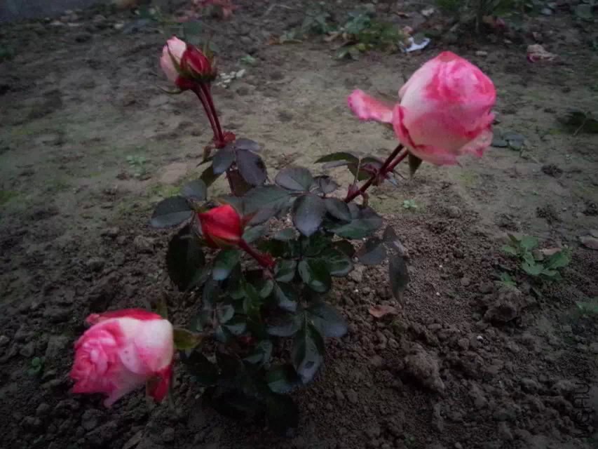 001.jpg