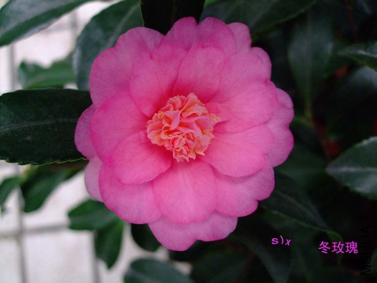 ��õ��  10-1-1f(1).jpg