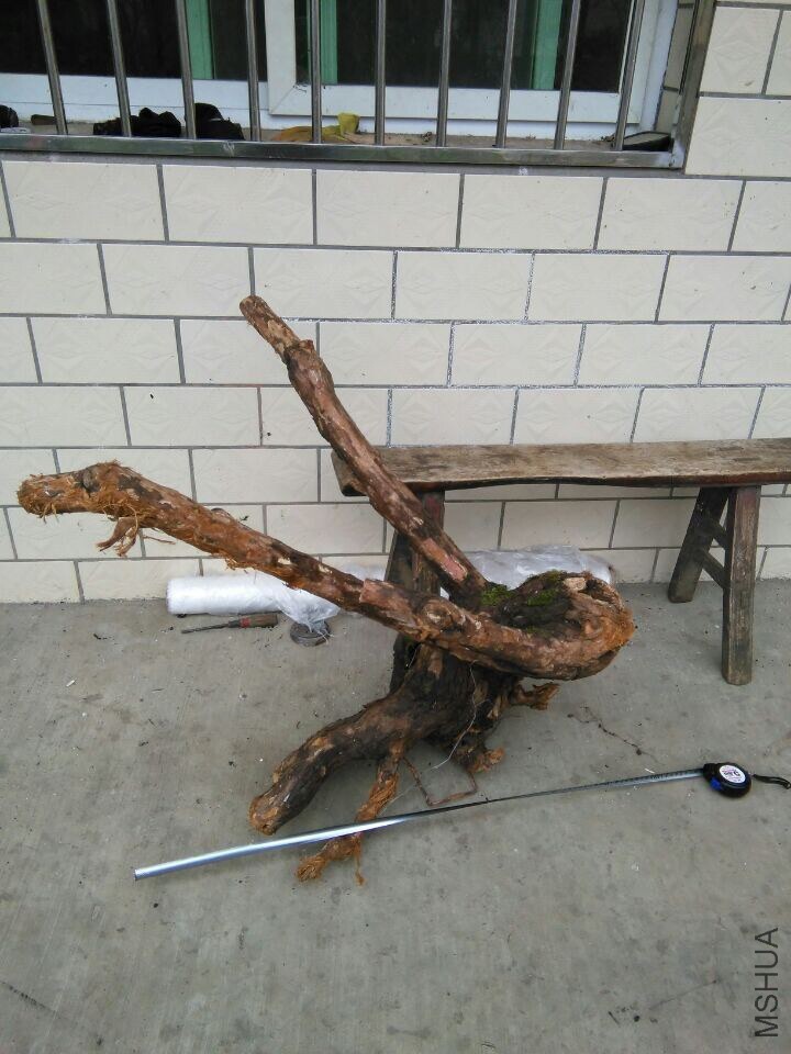 1T.jpg