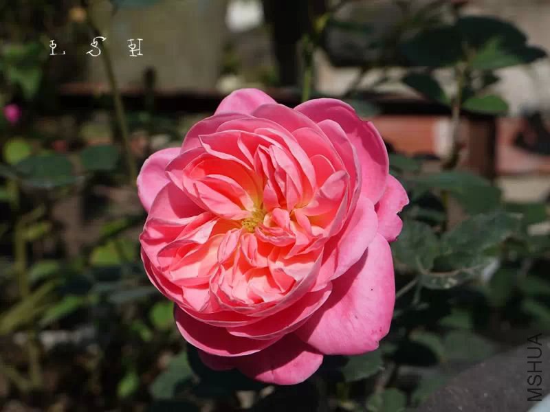 psb (10).jpg