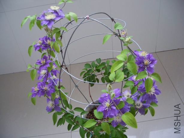 100_4994.JPG