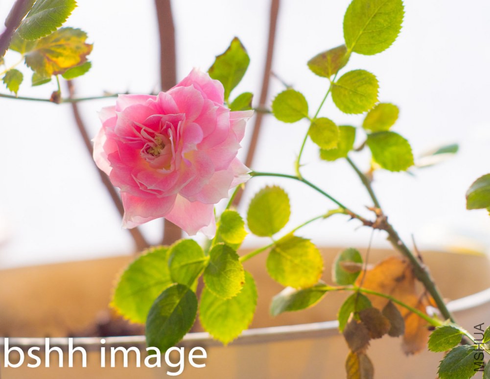 ������õ��