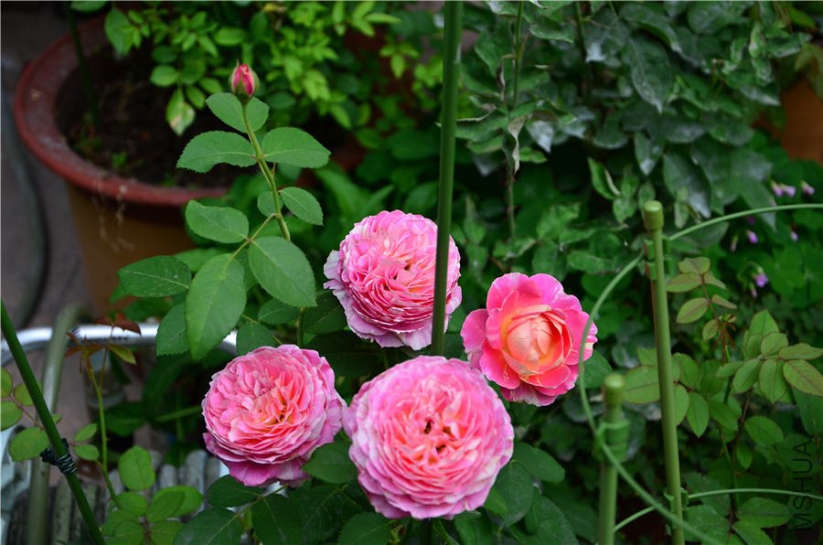 Ī��DSC_5244.jpg