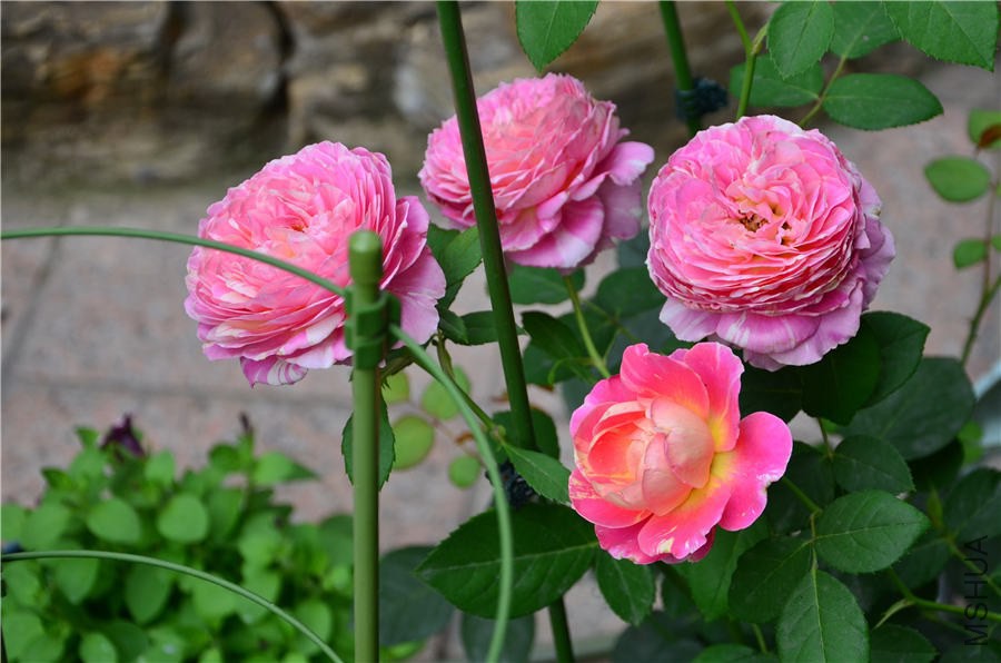 Ī��DSC_5248.jpg