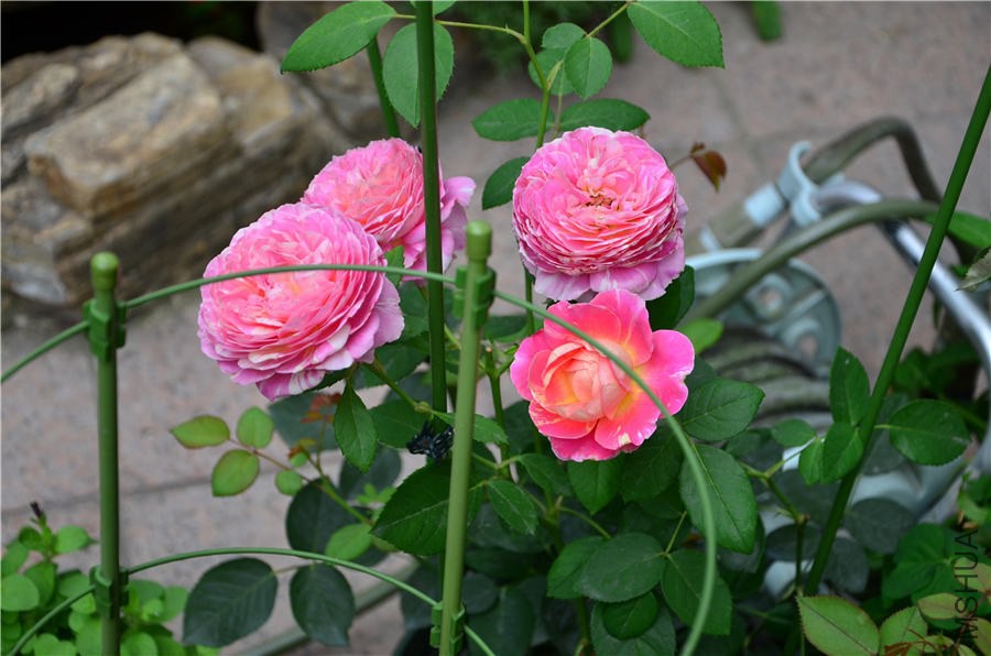 Ī��DSC_5249.jpg
