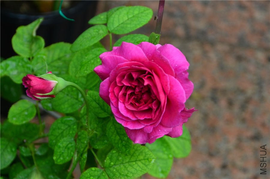 SB2000DSC_5292.jpg
