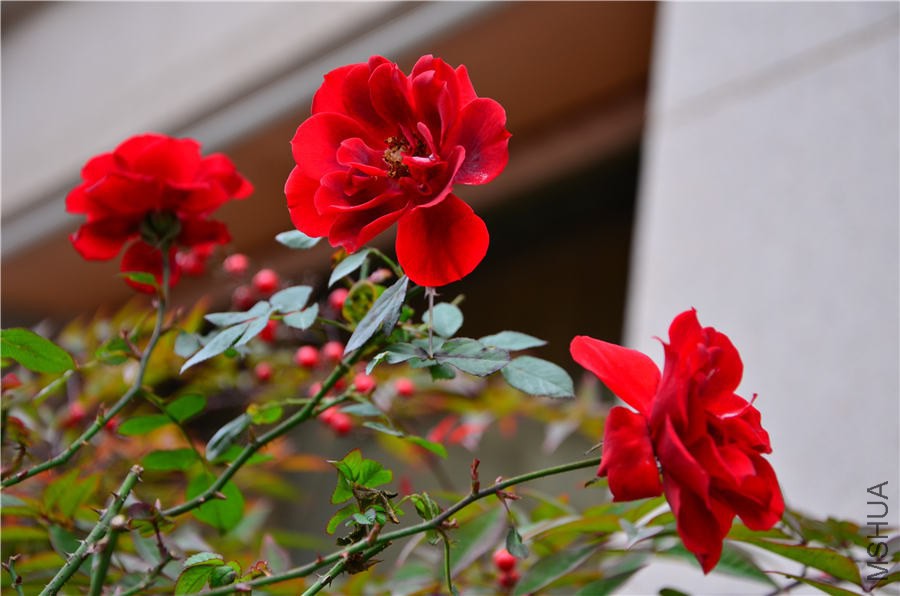 ��΢��DSC_5545.jpg