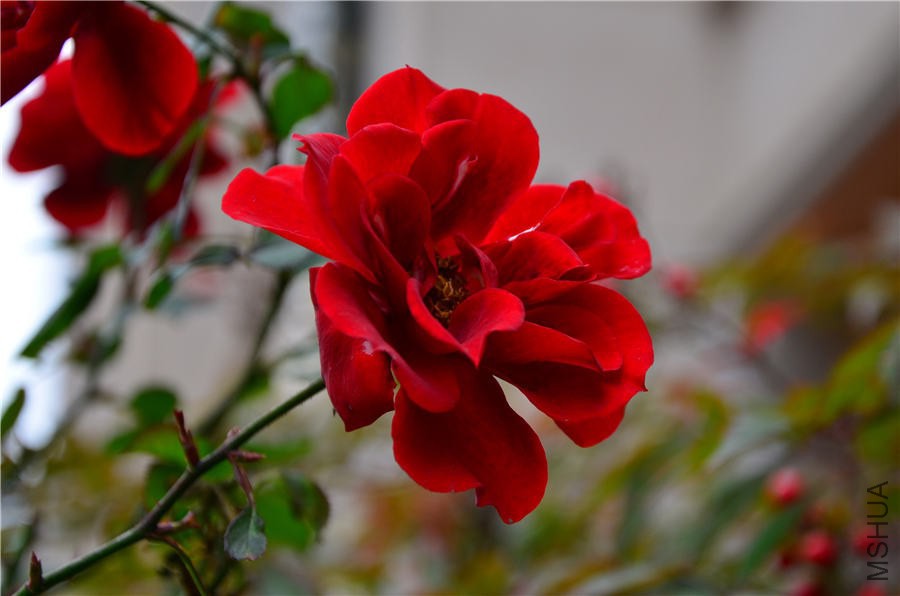 ��΢��DSC_5549.jpg