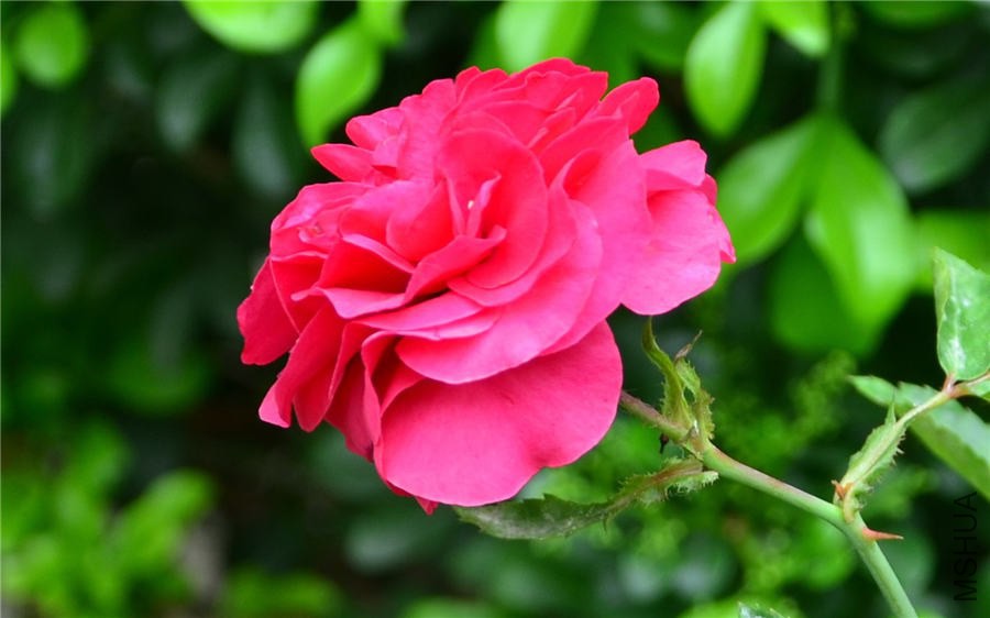 ��΢��DSC_5262.jpg