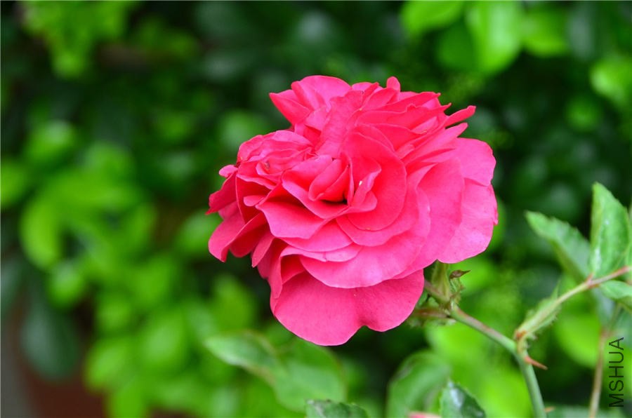 ��΢��DSC_5264.jpg