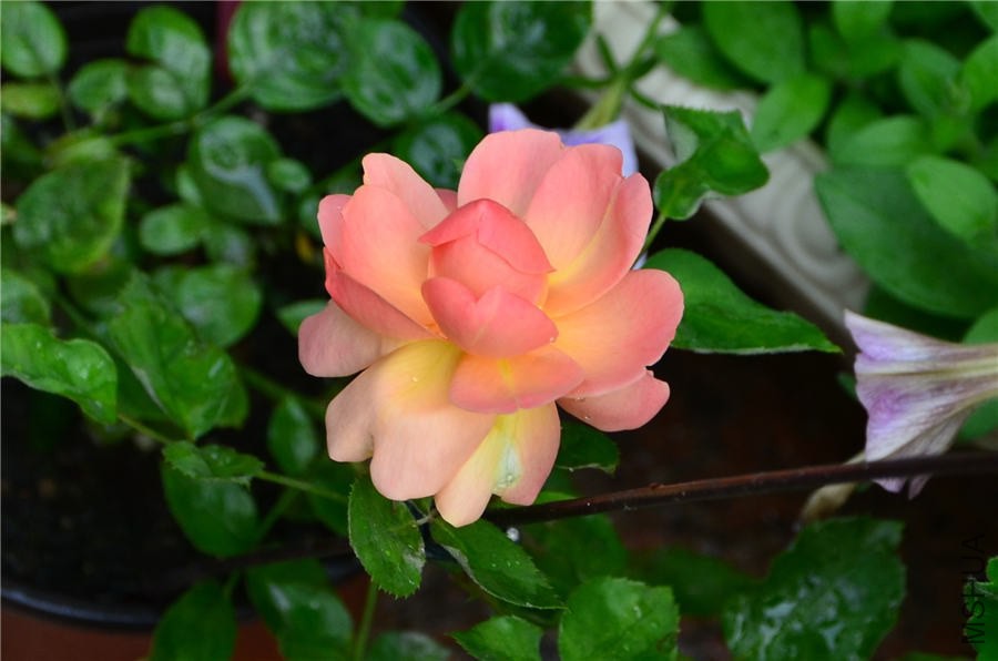 �˼�����DSC_5294.jpg