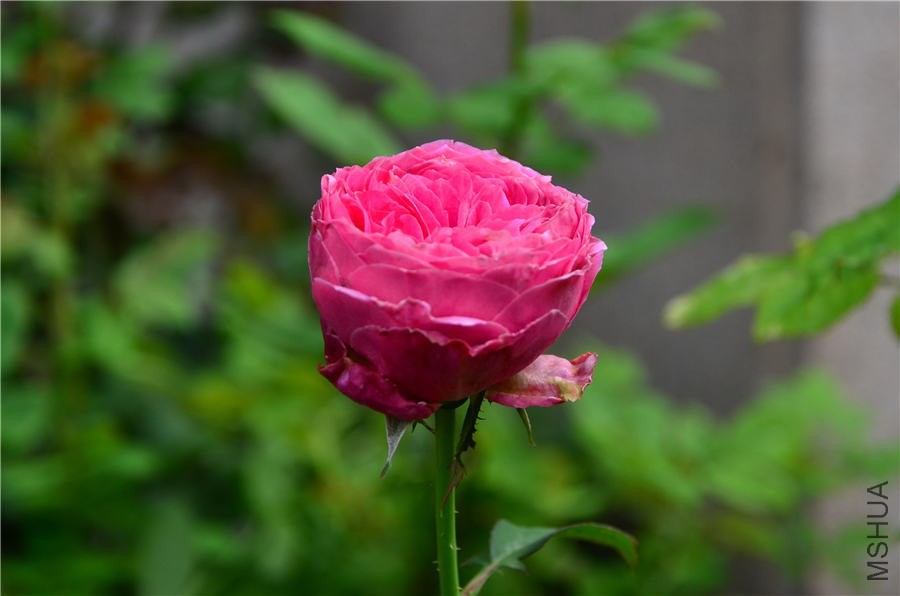 ����DSC_5289.jpg
