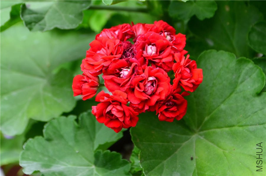 ����DSC_5279.jpg