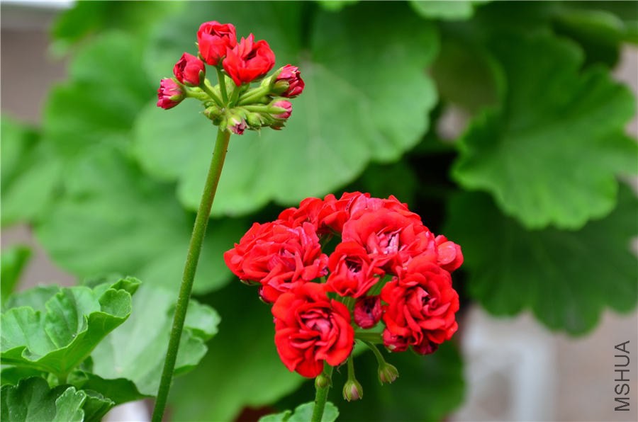 ����DSC_5280.jpg