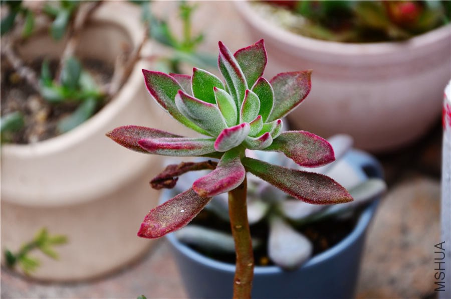 ����˾DSC_5602.jpg