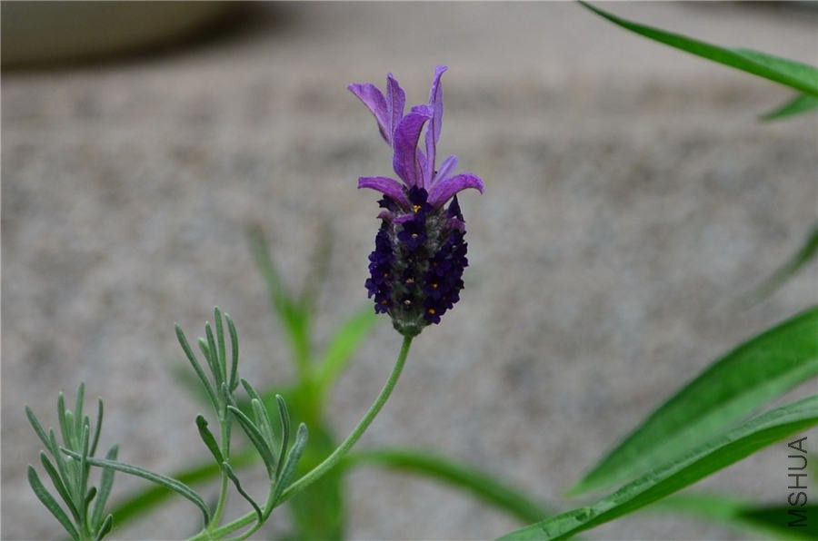 ޹�²�DSC_5250.jpg
