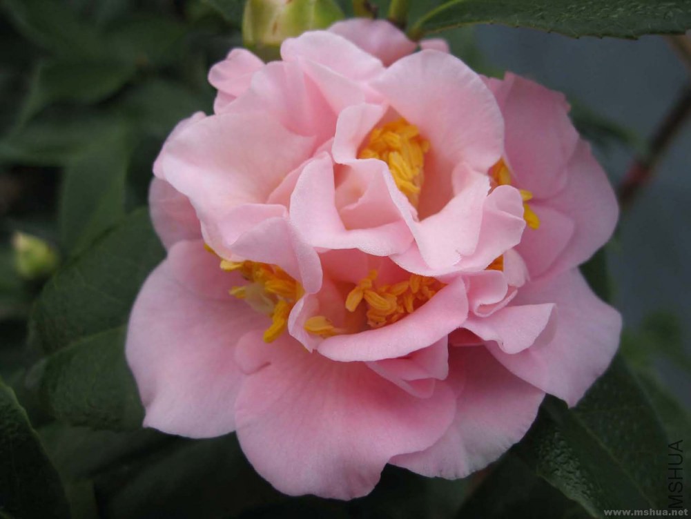 07-12-30 ������1.jpg