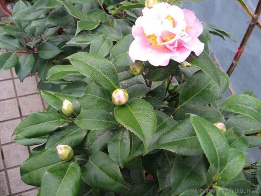 07-12-30 ������.jpg