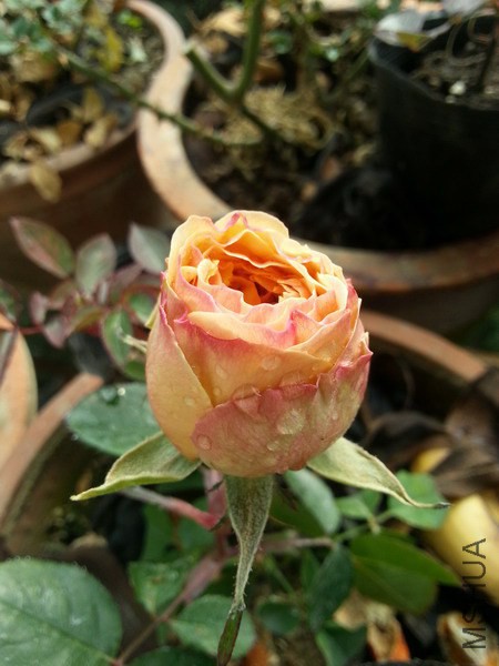 4f4942fea9482941_��С��С.jpg