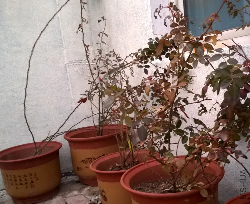 WP_20150115_17_18_42_Pro.jpg