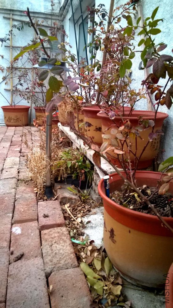 WP_20150115_17_20_47_Pro.jpg
