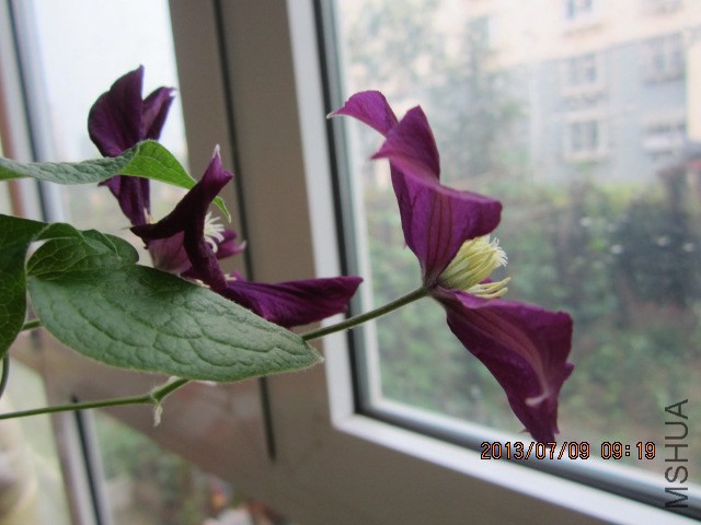 ȥ��Ŀ���ͼ��������Կ��������Ҳ��š�