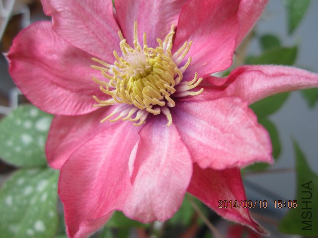 IMG_4574 - ����.JPG