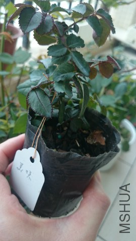 ���D����˵�����װ׷ۣ�