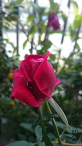 DSC_1746.jpg
