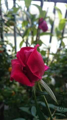 DSC_1747.jpg