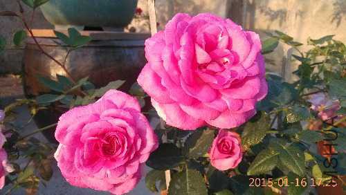 IMG_20150116_172520.jpg