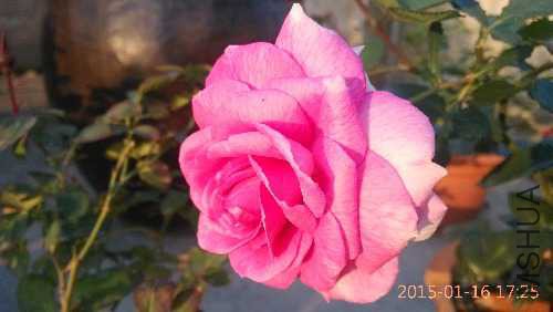 IMG_20150116_172513.jpg