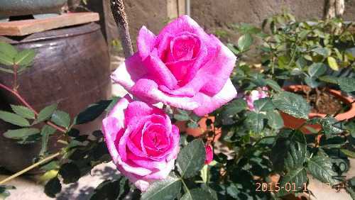IMG_20150114_120155.jpg