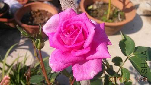 IMG_20141229_120041.jpg