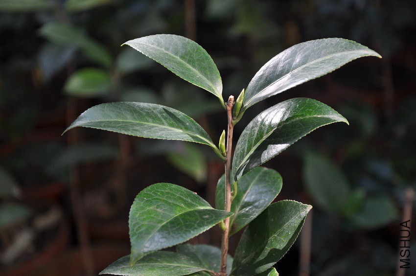 ���ׁ�8 �~.jpg