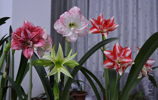 DSC_1516.jpg
