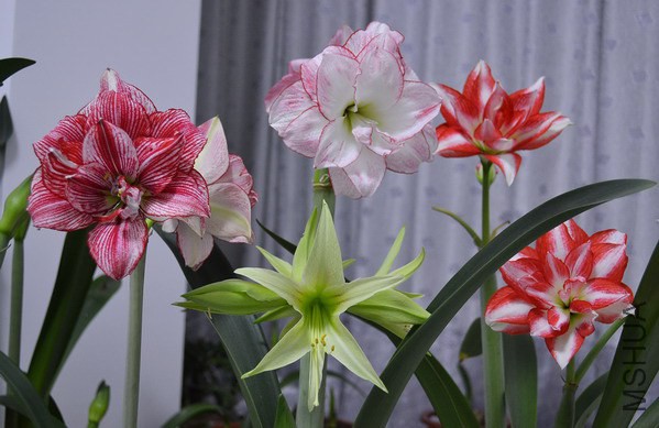 DSC_1519.jpg