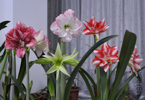 DSC_1523.jpg
