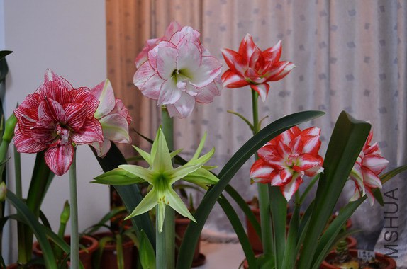 DSC_1544.jpg