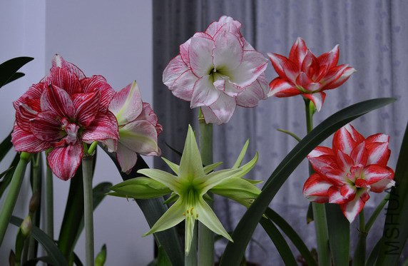 DSC_1555.jpg