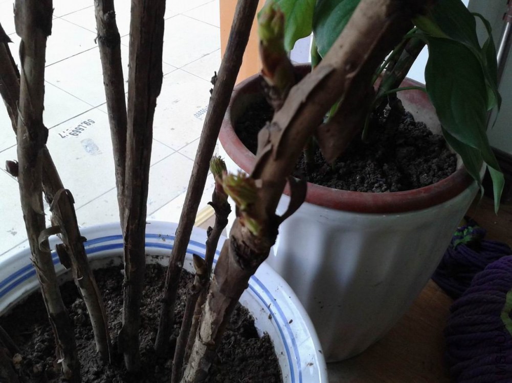 ������С ������С 20150117_151522.jpg