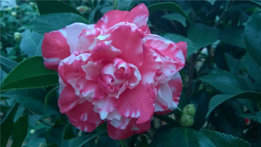 ����˹ (1).jpg