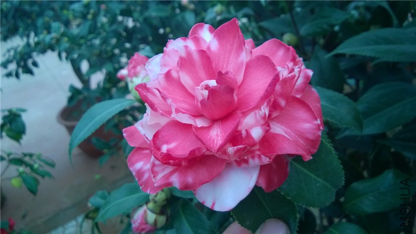 ����˹�� (1).jpg