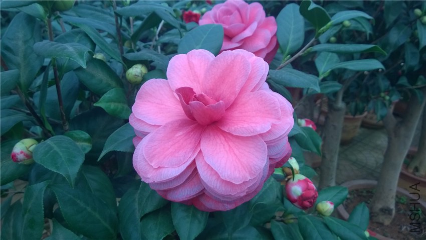 ������ (1).jpg