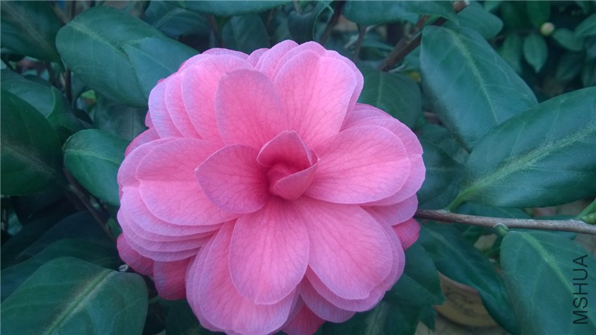 ������ (2).jpg