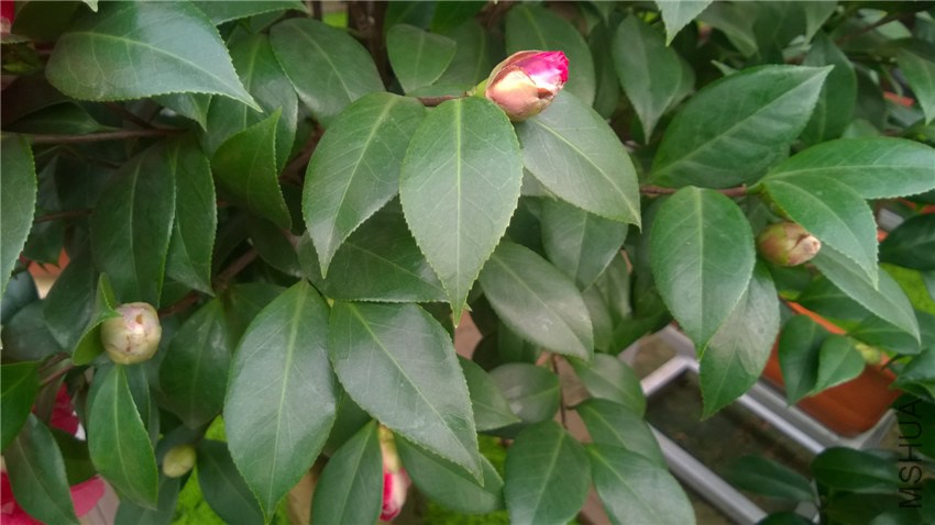 ����2 (1).jpg