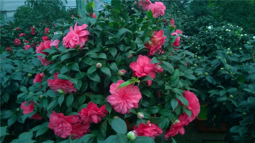 ����4 (1).jpg