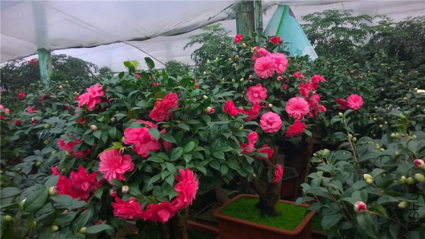 ����4 (4).jpg